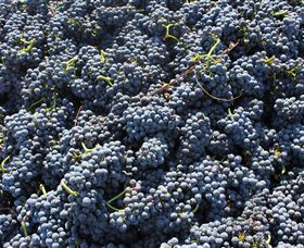 Punt Road Winery - Accommodation Directory 6