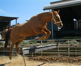 Boggy Creek Shows - Accommodation Directory 3