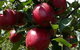 Wilgro Orchards - thumb 3