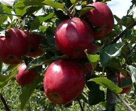 Wilgro Orchards - Accommodation Directory 3