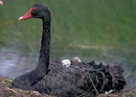 French Island Marine National Park - Accommodation Directory 0