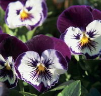 Newtown Park State Rose Garden - Accommodation Directory