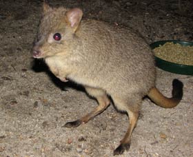 Barna Mia Native Animal Sanctuary - Accommodation Directory 1