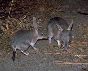 Barna Mia Native Animal Sanctuary - Accommodation Directory 2