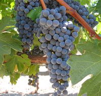 Joshuas Fault Wine - Accommodation Directory