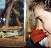 Canberra Reptile Zoo - Accommodation Directory
