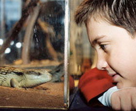 Canberra Reptile Zoo - Accommodation Directory 0