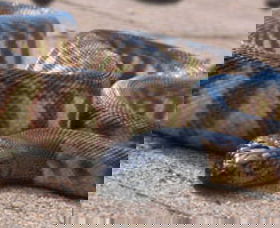 Canberra Reptile Zoo - Accommodation Directory 1