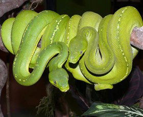 Canberra Reptile Zoo - Accommodation Directory 2