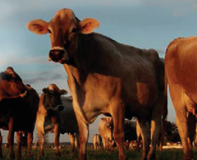 Hunter Belle Cheese - Accommodation Directory 2