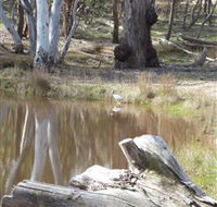Mulligans Flat - Accommodation Directory