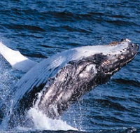 Sydney Eco Whale Watching - Accommodation Directory