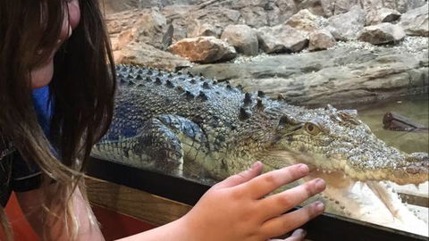 Canberra Reptile Zoo - Accommodation Directory 3