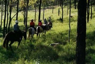 Hunter Valley Horse Riding And Adventures - Accommodation Directory 0