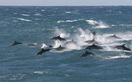 Tamboi Queen Cruises - Accommodation Directory 0