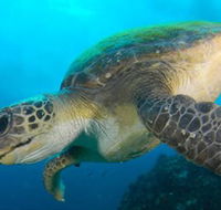 Byron Bay Dive Centre - Accommodation Directory