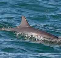Byron Bay Dolphin Wildlife Tours - Accommodation Directory