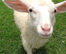 Golden Ridge Animal Farm - Accommodation Directory 0