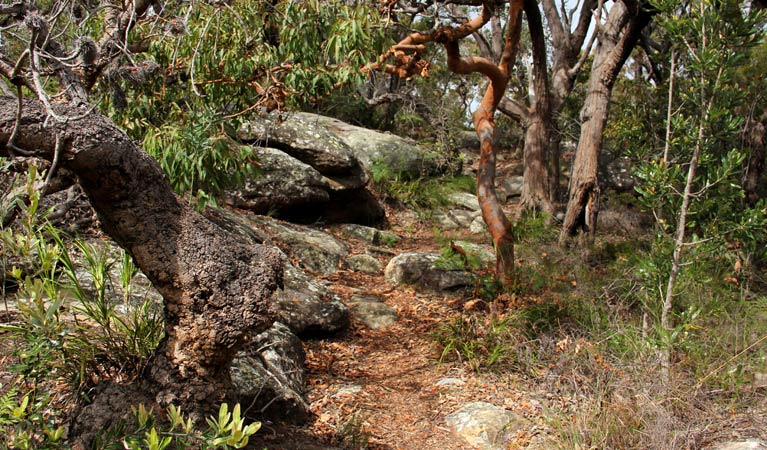 Box Head NSW Accommodation Directory