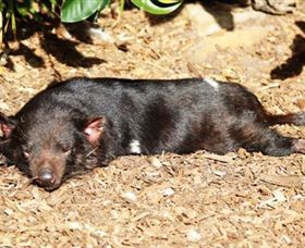Symbio Wildlife Park - Accommodation Directory 0