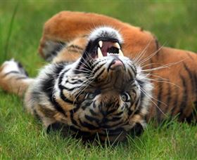 Symbio Wildlife Park - Accommodation Directory 6