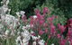 Mt Penang Gardens - thumb 1