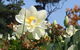 Mt Penang Gardens - thumb 2