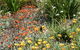 Mt Penang Gardens - thumb 4