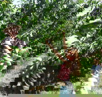 Forest Range Cherries - Accommodation Directory