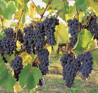 Hills Short Wine and Food Trail - Accommodation Directory