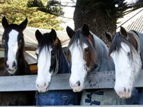 Victor Harbor Horse Drawn Tramway - Accommodation Directory 0