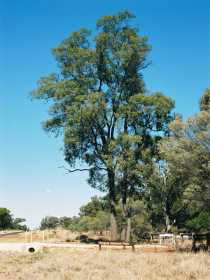 Charleville Self-Drive Itineraries - Accommodation Directory 1