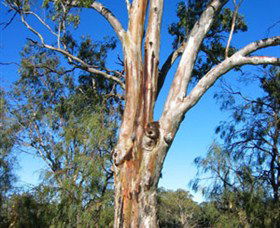 ODonnell Park At Curlwaa - Accommodation Directory 2