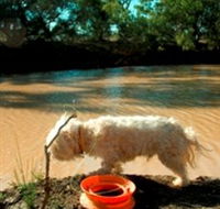 Charleville - 27 Mile Warrego River Fishing Spot - Accommodation Directory