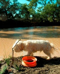 Charleville - 27 Mile Warrego River Fishing Spot - Accommodation Directory 0