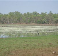 Leaning Tree Lagoon Nature Park - Accommodation Directory