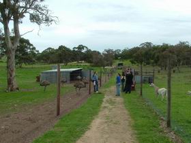 Avenue Emus - Accommodation Directory 0