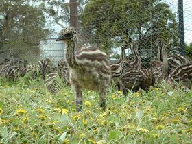 Avenue Emus - Accommodation Directory 1