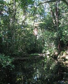 Wabunga Wayemba (Charmillan Creek Walking Track) - Accommodation Directory 0