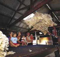 Shear Outback the Australian Shearers Hall of Fame - Accommodation Directory
