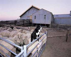 Shear Outback The Australian Shearers Hall Of Fame - Accommodation Directory 1