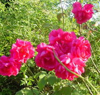 Bishop's Lodge Historic House and Heritage Rose Garden - Accommodation Directory