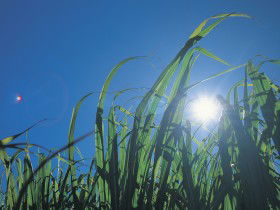 Australian Sugar Industry Museum - Accommodation Directory 0