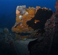 Lady Bowen Dive Site - Accommodation Directory