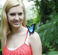 Australian Butterfly Sanctuary - Accommodation Directory