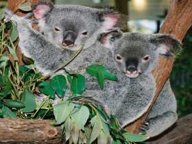 Kuranda Koala Gardens - Accommodation Directory 2