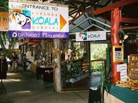 Kuranda Koala Gardens - Accommodation Directory 3