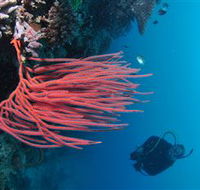 Eddy Reef Dive Site - Accommodation Directory