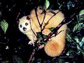 Carrowong Fauna Sanctuary - Accommodation Directory 1
