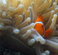 Beaver Reef Dive Site - Accommodation Directory